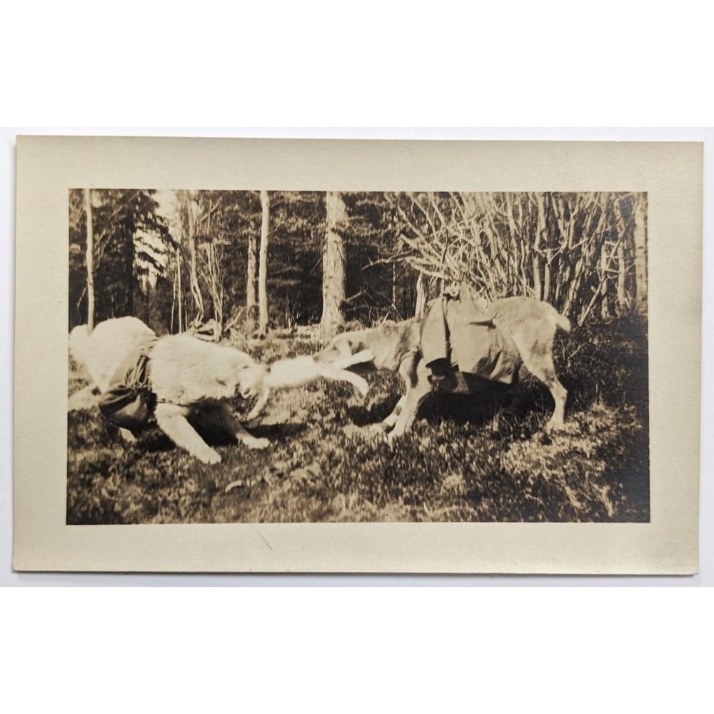Canada The Tug of War Pack Dogs Wearing Harness‎ Playing w/ Toy/Pelt c1910s RPPC